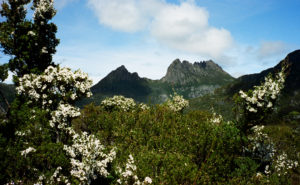 Cradle Mountain provides an imposing backdrop for summer blooms in the National Park