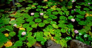 Purple, pink and green sings the lily pool, Denarau Island, Fiji