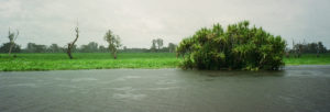 Drama under the downpour, Kakadu N.P., NT