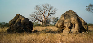 Baobab framed by two giant termite mounds in northern WA