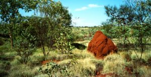 A massive termite mound throws relief against the green of Karijini N.P.