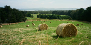 Rolling hay on the rolling hills of Bruny Island, TAS