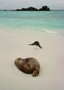 Afternoon Siesta, Galápagos Islands