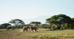 Elephant Dance, Amboseli N.P., Kenya