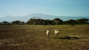 View towards Kilimanjaro Amboseli N.P. Kenya